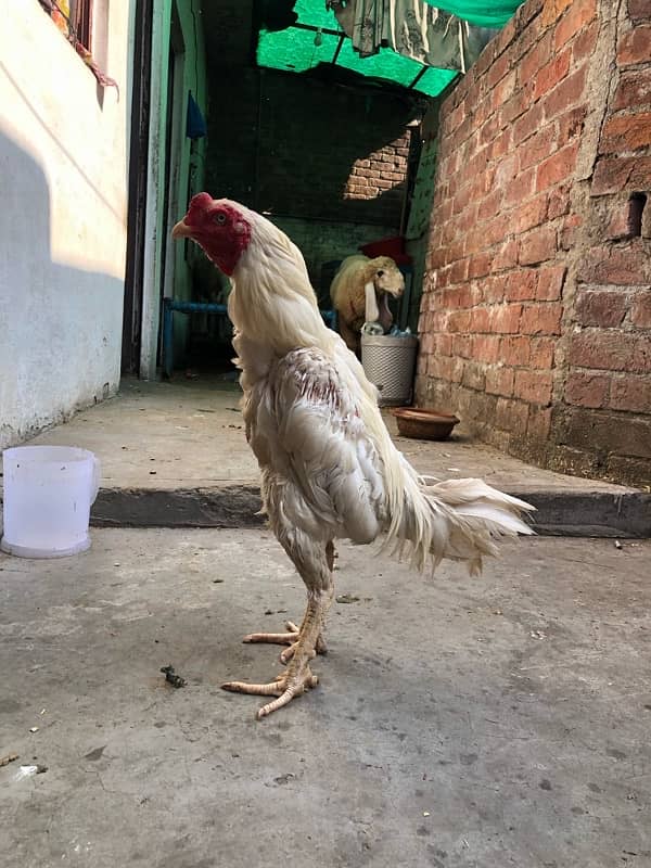 White Thai breed male for sale 3