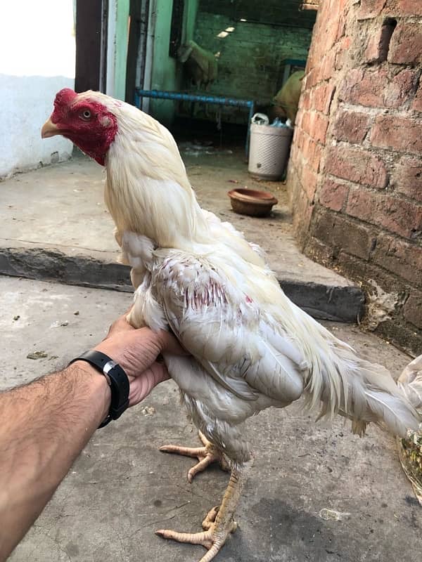 White Thai breed male for sale 4