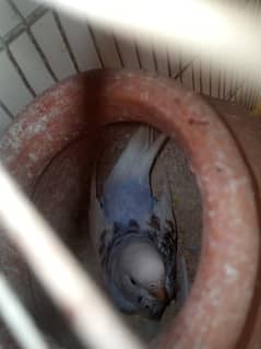 Australian Budgies and Lovbirds Parrots Available