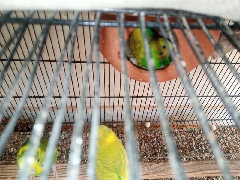 Australian Budgies and Lovbirds Parrots Available 3