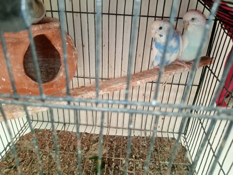 Australian Budgies and Lovbirds Parrots Available 4