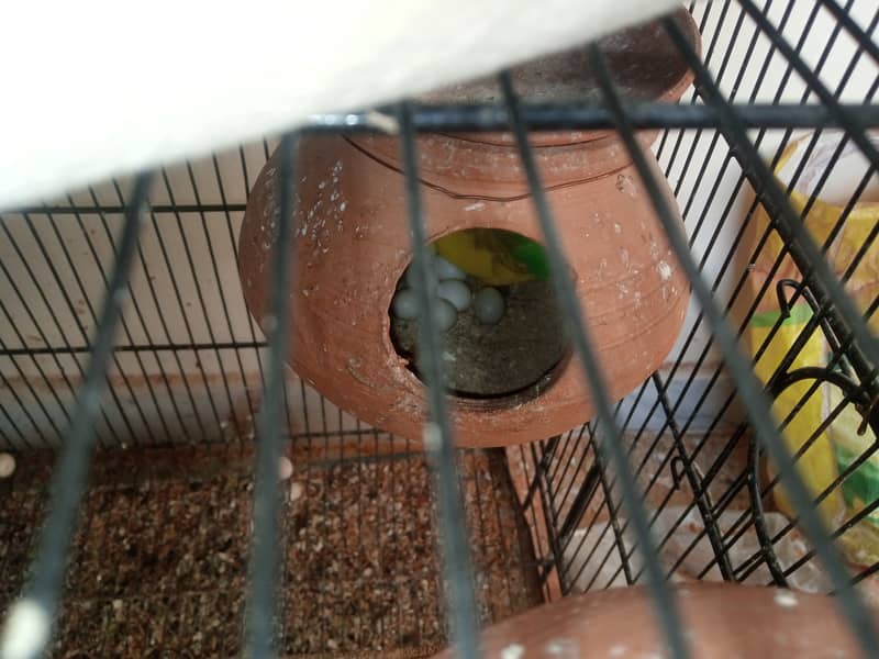 Australian Budgies and Lovbirds Parrots Available 5