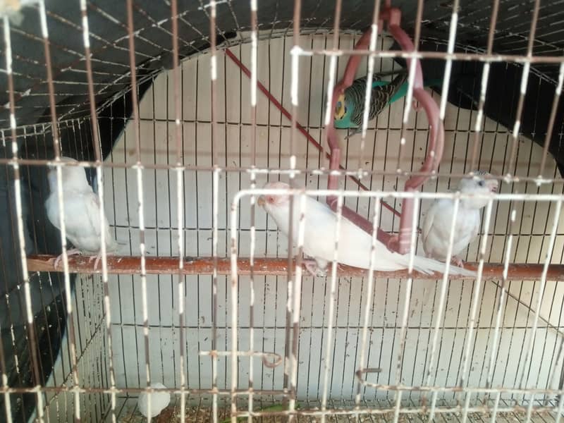 Australian Budgies and Lovbirds Parrots Available 6