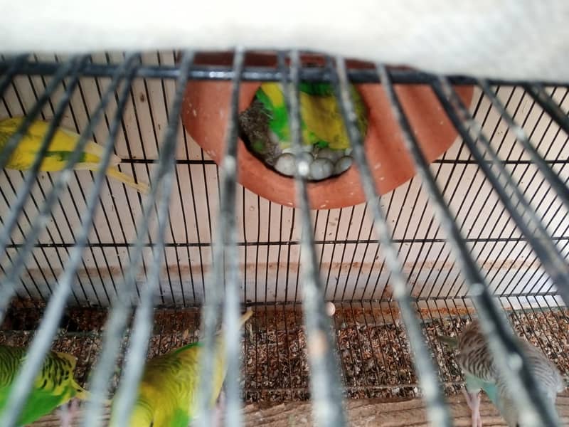 Australian Budgies and Lovbirds Parrots Available 10