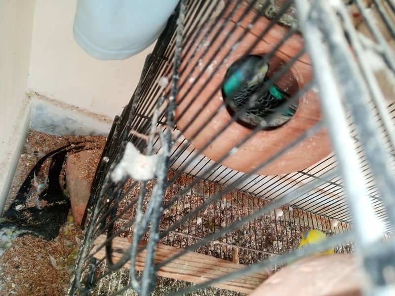 Australian Budgies and Lovbirds Parrots Available 11