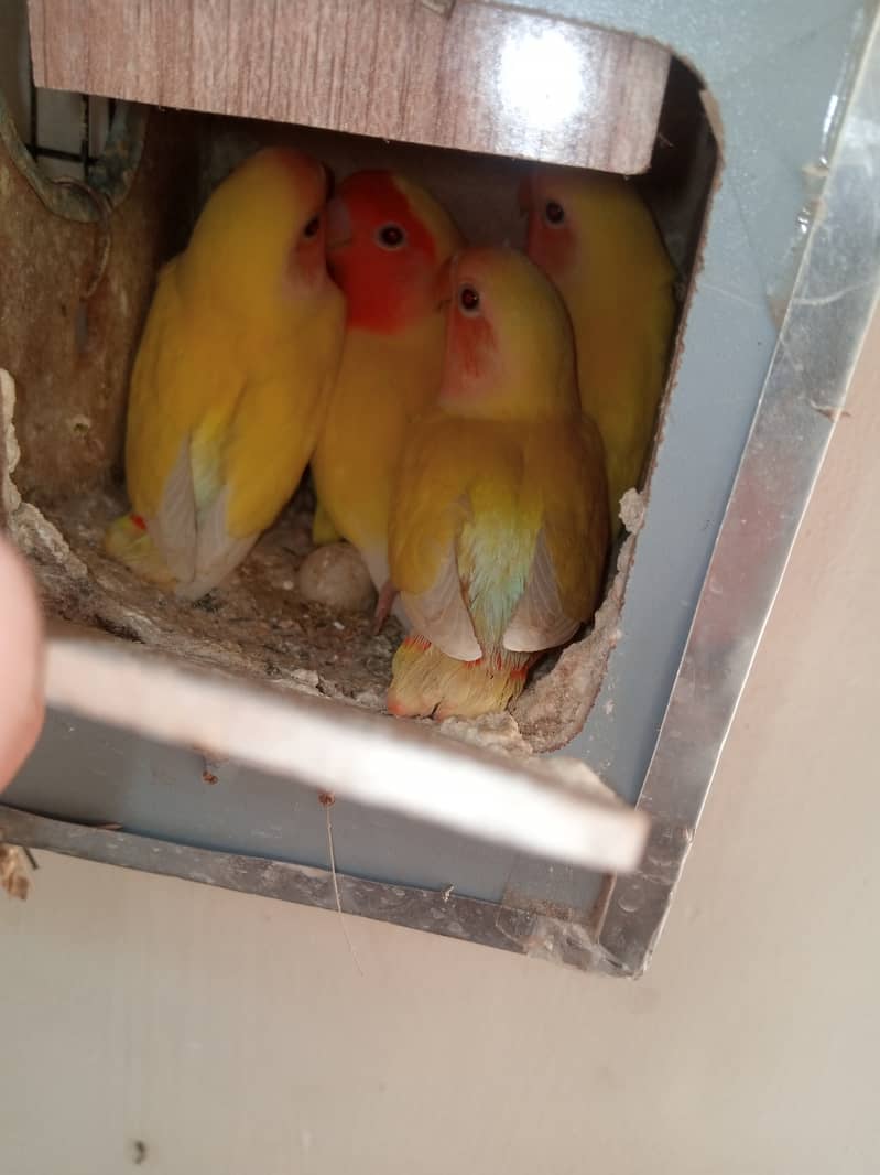 Australian Budgies and Lovbirds Parrots Available 12