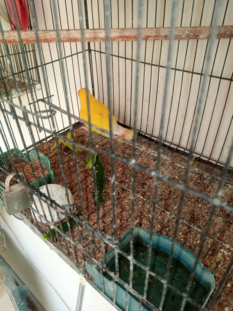 Australian Budgies and Lovbirds Parrots Available 13