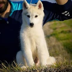 husky puppy available for sale