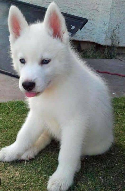 husky puppy available for sale 2