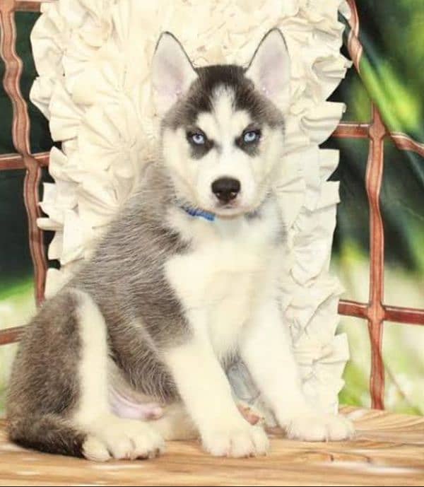 husky puppy available for sale 3