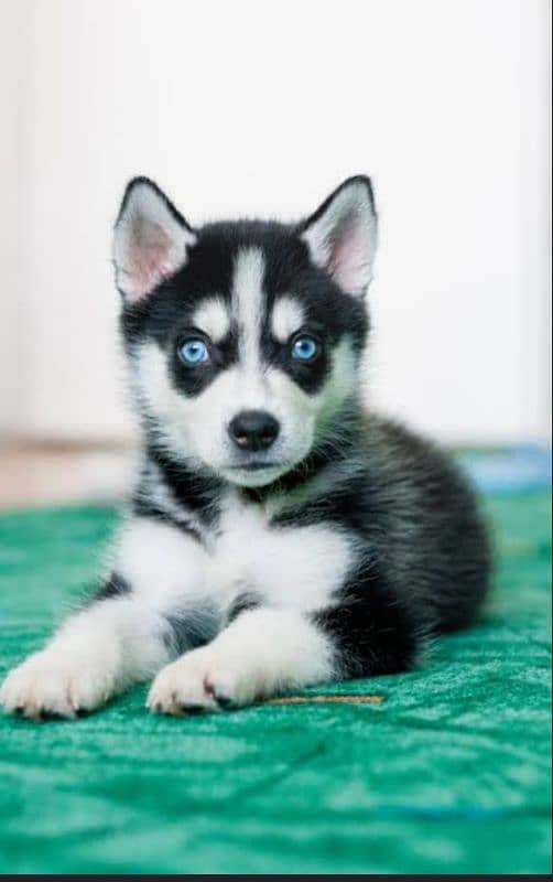 husky puppy available for sale 7