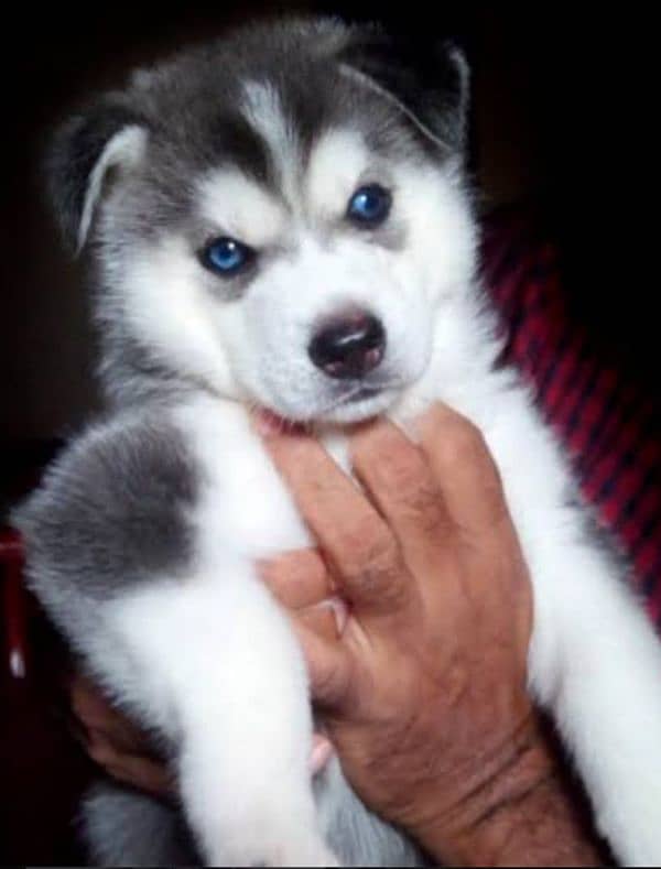 husky puppy available for sale 8