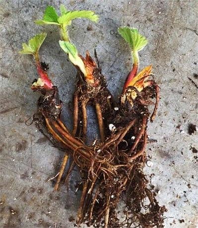 Strawberry Plants ( each Rs: 40 ) 3