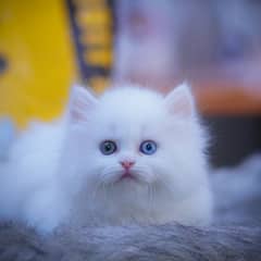 Persian Kitten | White Kitten | Top Quality Grey Kittens | Fawn Kitten