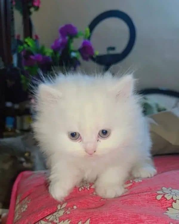 Persian kittens | triple Coated | Punch Face kittens For Sale 1