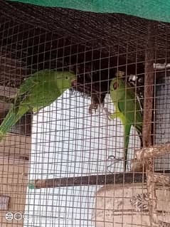 Raw parrot for sale 9 month age