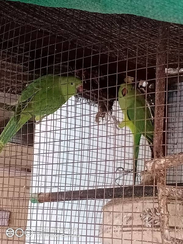 Raw parrot for sale 9 month age 0