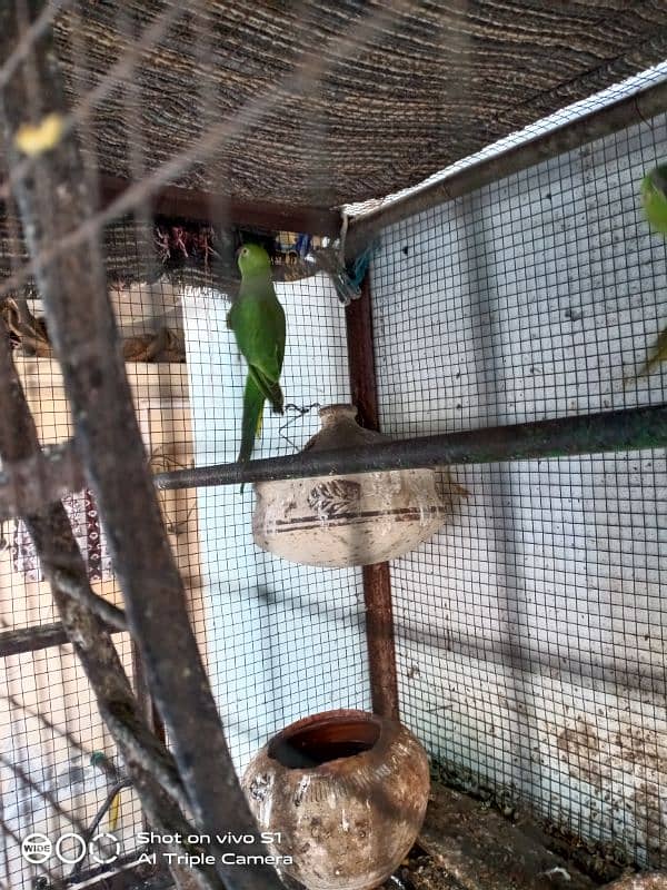 Raw parrot for sale 9 month age 3