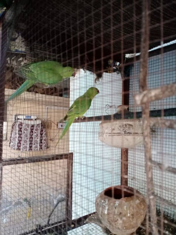 Raw parrot for sale 9 month age 4