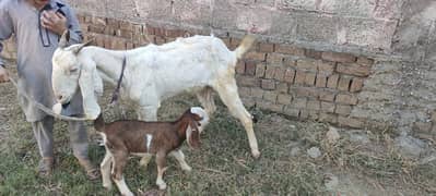 goat or sat ma 1 bache be ha is ke