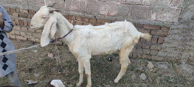 goat or sat ma 1 bache be ha is ke 2