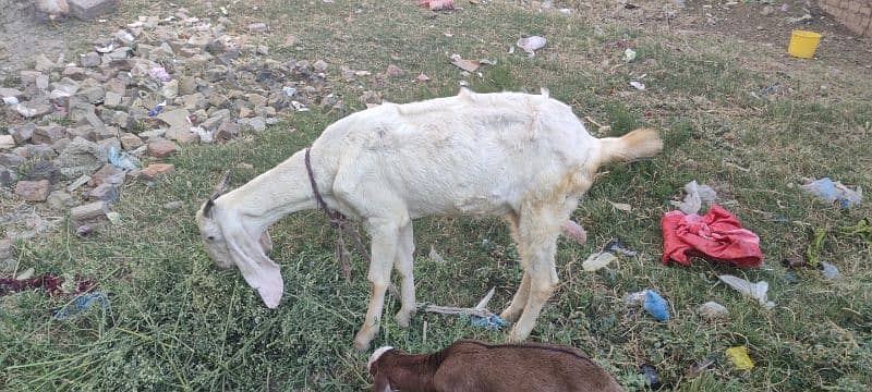 goat or sat ma 1 bache be ha is ke 3