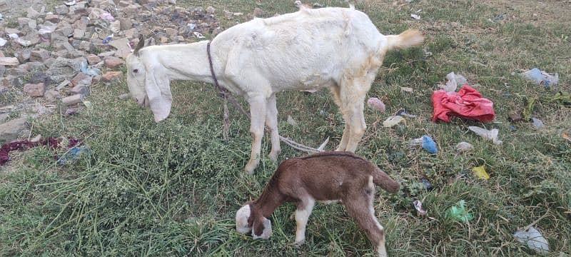 goat or sat ma 1 bache be ha is ke 4