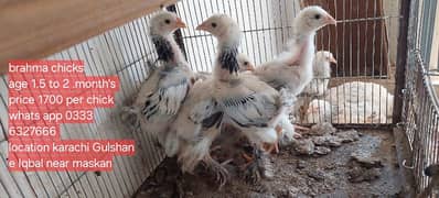 white brahma , dark , salmon brahma   fertile eggs fancy hen fency