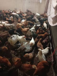 Golden misri chicks for sell low price