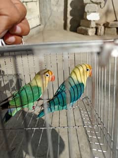 Parblue Opline Male with Parblue Split Ino Female birds