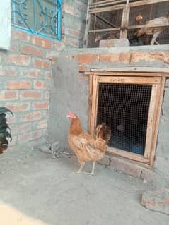 Desi hens for sale in good quality and conditon