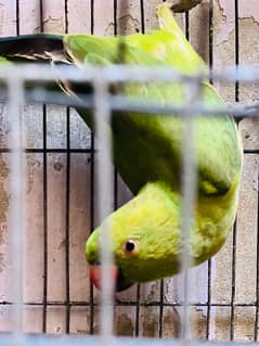 ringneck parrot for sale  age almost 7 months