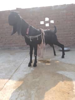 Pure nasli amritsari breeder bacha / goat / Bakra / Bakri