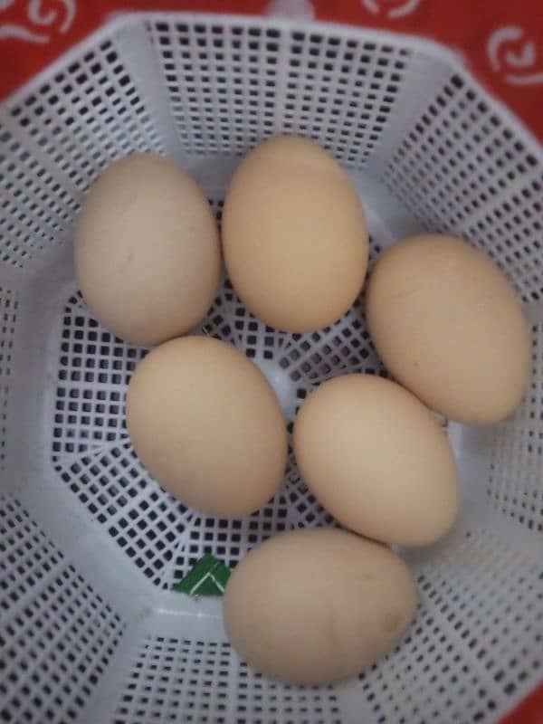 Heera Aseel eggs ( 6 piece Available  ) 0