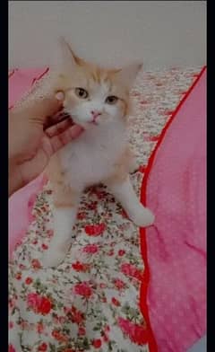 persian cats kitten Punch face female and male both available