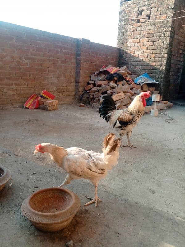 Desi murga murgiyan for sale 4