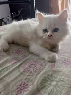 2 months old Double Coated Male Kitten available for Sale