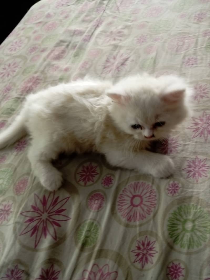 2 months old Double Coated Male Kitten available for Sale 1