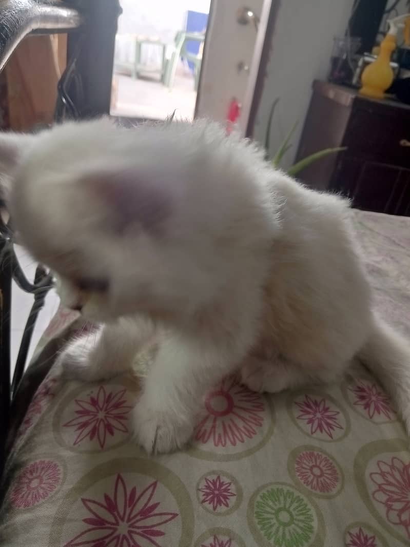 2 months old Double Coated Male Kitten available for Sale 2