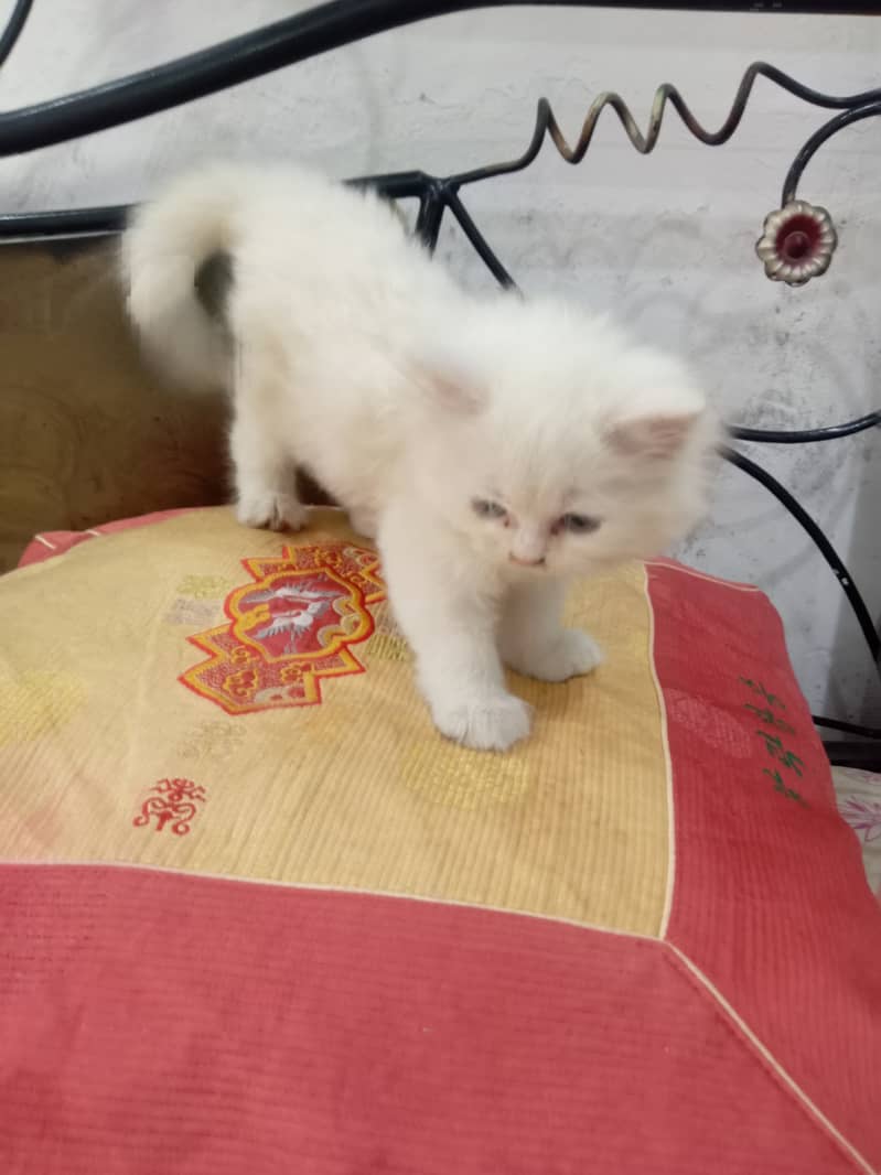 2 months old Double Coated Male Kitten available for Sale 3