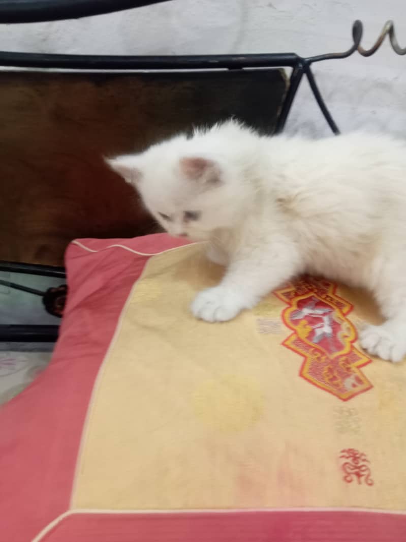 2 months old Double Coated Male Kitten available for Sale 4