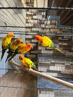 Sunconure Pairs with DNA