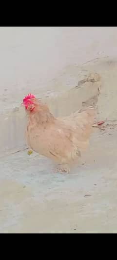 bantam