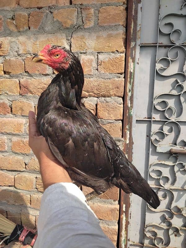 Aseel healthy hens for sale 0