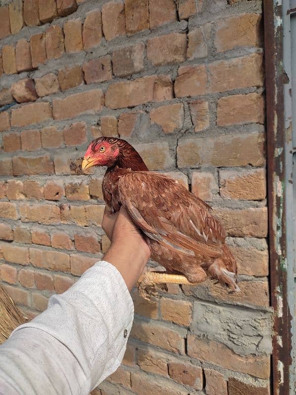 Aseel healthy hens for sale 1