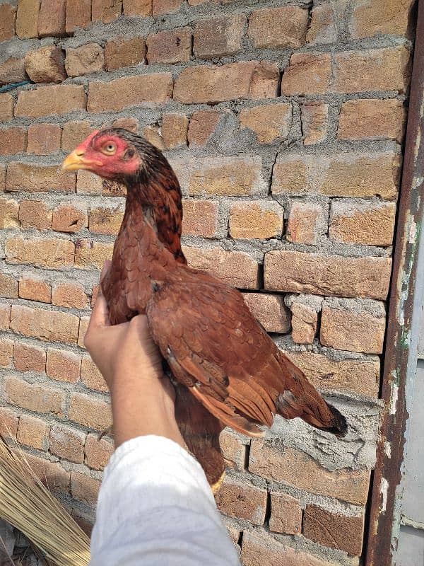 Aseel healthy hens for sale 2