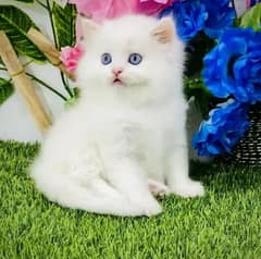 Persian cat for sale my WhatsApp number 03468444939