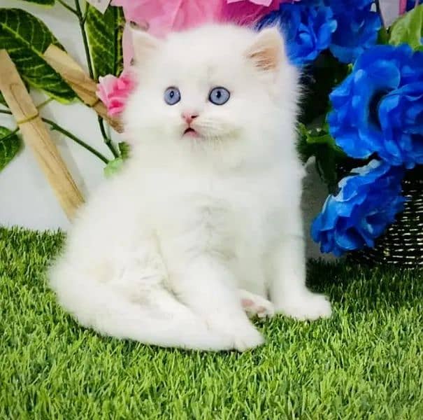 Persian cat for sale my WhatsApp number 03468444939 0