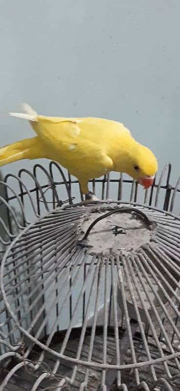 yellow Ringneck DNA Male 1