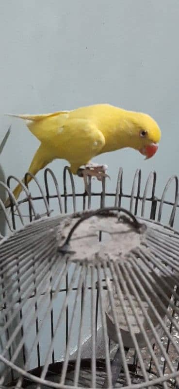 yellow Ringneck DNA Male 2